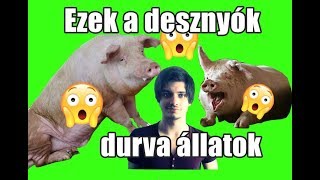 Ezek a disznók kurva állatok!