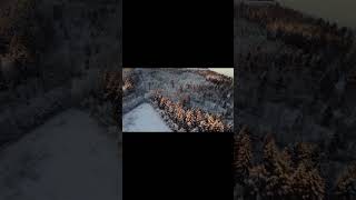 Winter forest with Dji mini 2 #drone #dji #viral #winter