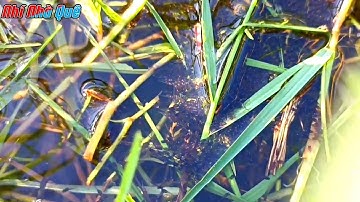 Cận cảnh Ổ cá Lóc đồng mới nở siêu khủng trong đám cỏ || câu cá lóc ||fishing