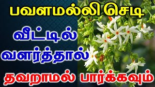 பவளமலல சட வடடல வளரததல தவறமல பரககவம Lucky Plant Vastu Plant Astrology