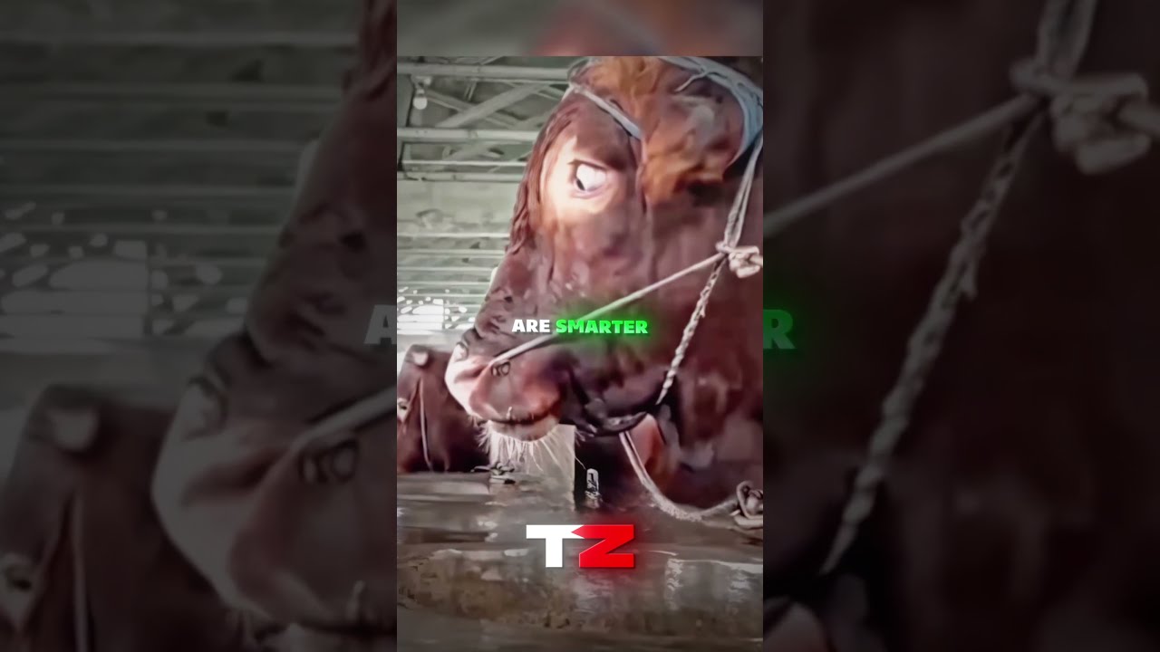 Cows are way smarter than you think💀