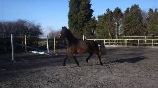 2012 KWPN mare - super SJ/XC prospect