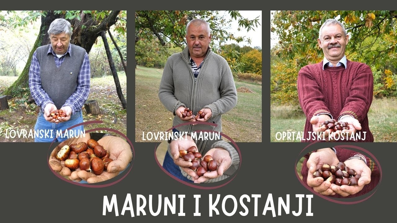 BOJE ZEMLJE Istarski maruni i kesteni
