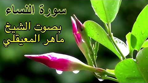 سورة النساء كاملة بدون اعلانات بصوت الشيخ ماهر المعيقلي