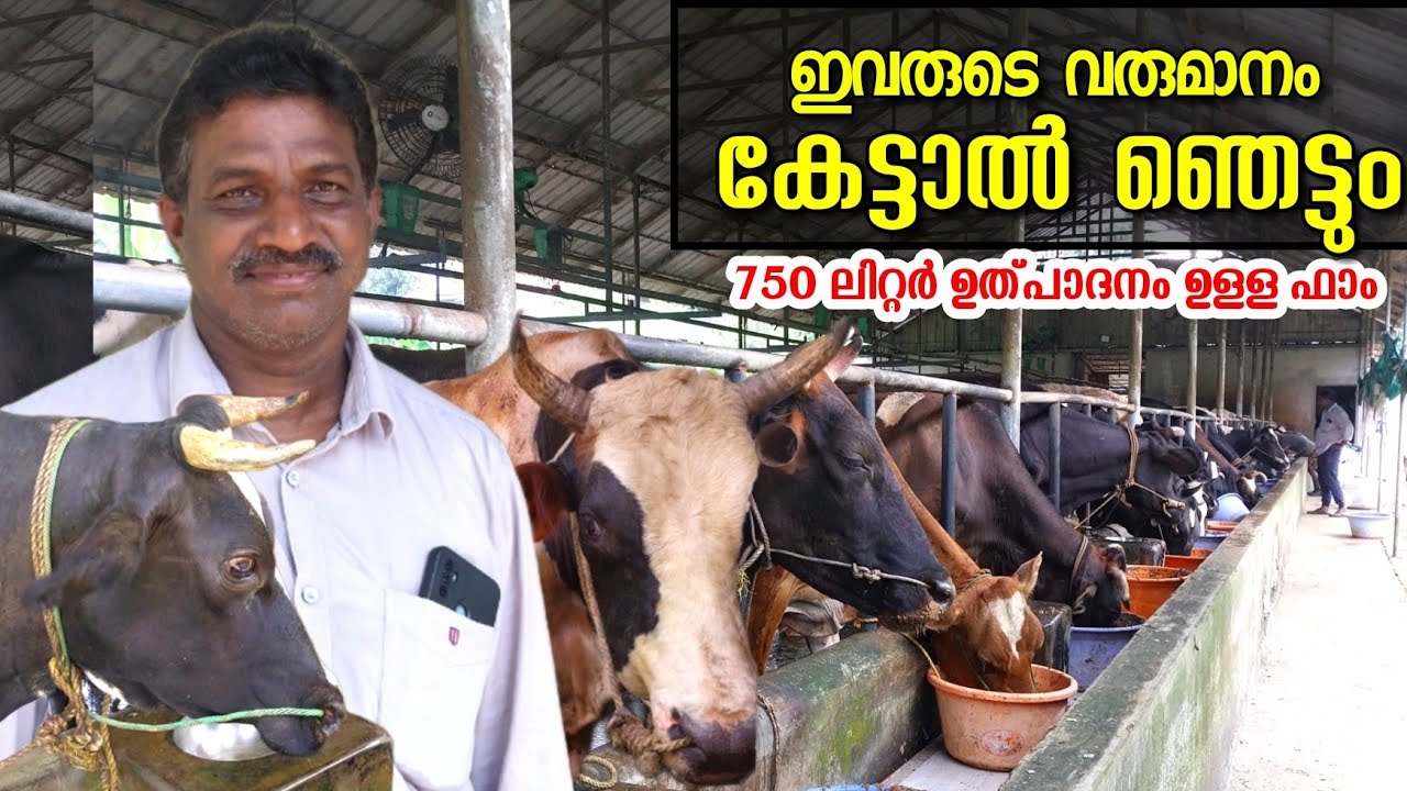 75 പശുക്കൾ, അതിൽ 20 ലിറ്റർ ഉത്പാദനമുള്ളവർ മാത്രം, 3000 ചാക്ക് ചാണക പൊടി etc 😍😍 @Edapparambil Farms