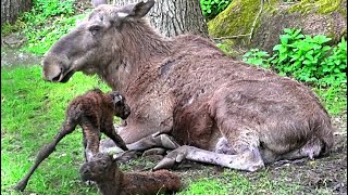 Новорождённые лосята. Первые минуты жизни || Newborn moose calves. First minutes of life