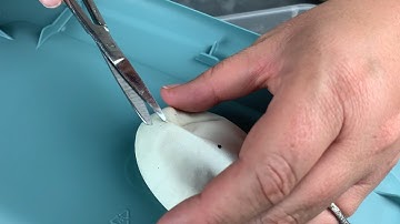 Ball Python Special Egg Cutting!!! 2 Clutches!!