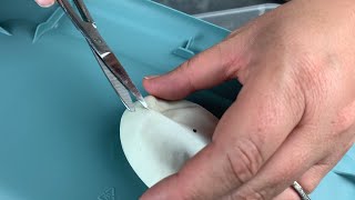 Ball Python Special Egg Cutting!!! 2 Clutches!! Net Worth