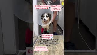 Терміновий збір #топ #cпасенныйкотенок #cat #adoptme #собака #приют #спасение #kitten #love #помощь