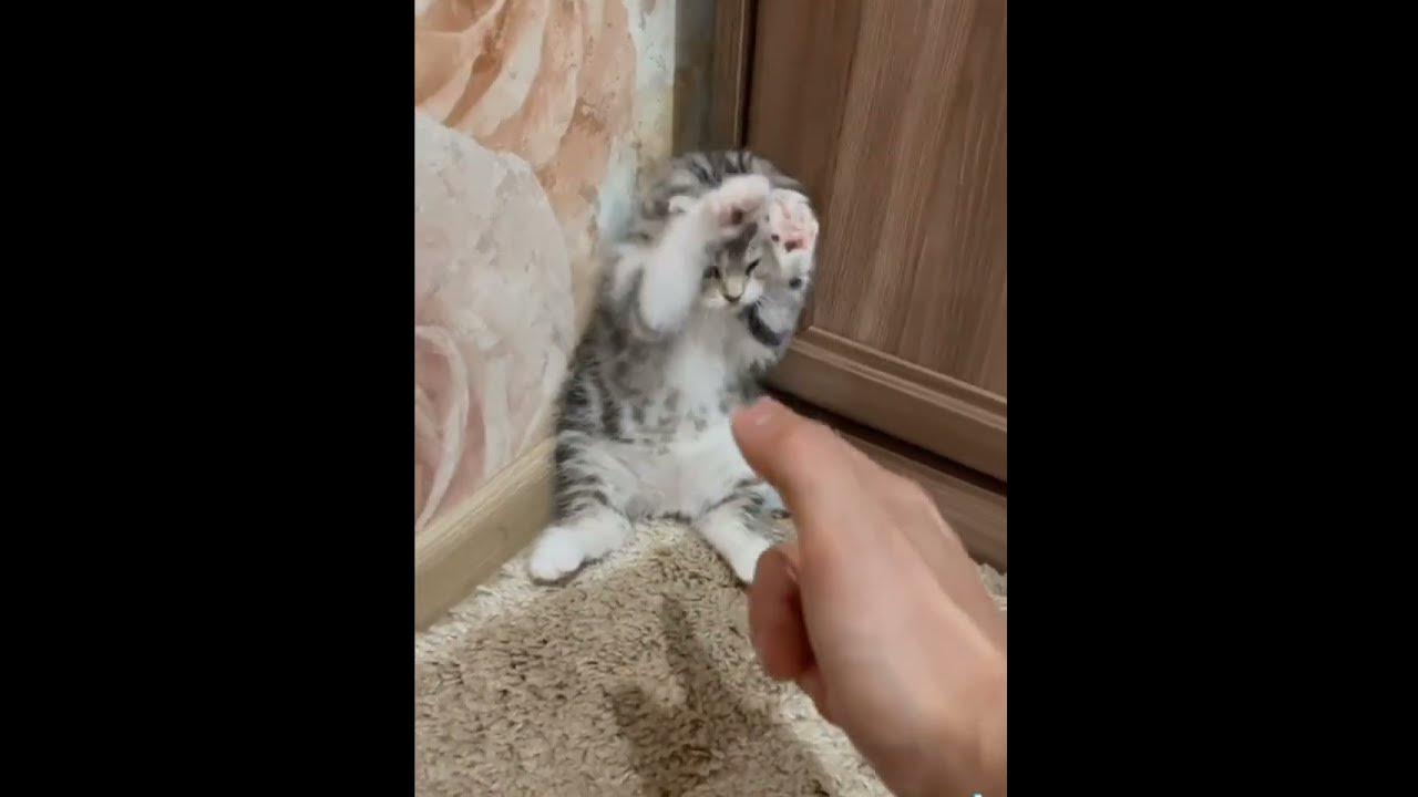 мем сигма - YouTube