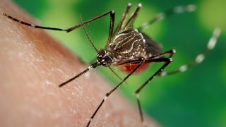 Researchers Attacking Zika Virus By Stirring Up Mosquitoes’ Taste Buds