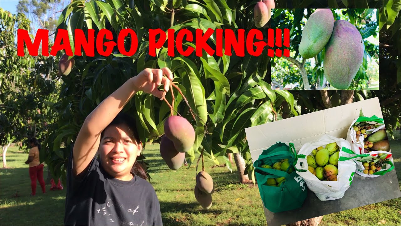 MANGO PICKINGFIRST TIME TO PICK MANGOESSWEET MANGOES YouTube