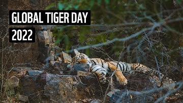 Global Tiger Day 2022 | WWF