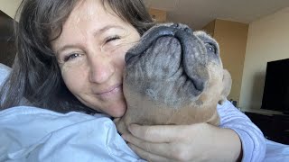 Runaway French Bulldog ‘Rescued,’ Ends Up 3000 Miles Away