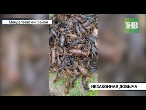 🦞 На незаконной ловле раков попались жители Менделеевского района | ТНВ