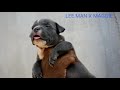 American bully puppies available at Trivandrum