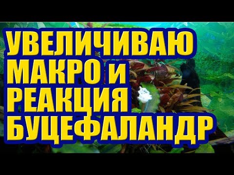 Видео: Как да създадете цветен аквариумен свят