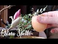 Ostara Spell || Sprouting Your Desires