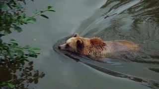 Brown Bear bear nature