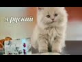 Я русский / прикол с котом из тиктока / я русский кот / кот из тиктока