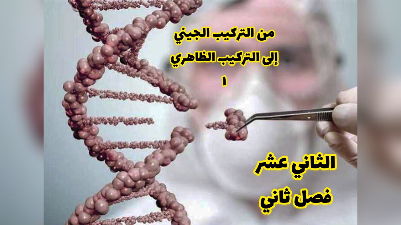 من التركيب الجيني الي الظاهري