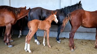 картинка: OT BOZOR! HORSE MARKET IN UZBEKISTAN! КОННЫЙ РЫНОК УЗБЕКИСТАНА!