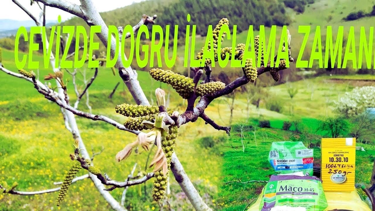 CEVİZDE ÇİÇEK ZAMANI İLAÇLAMA YAPILIRMI