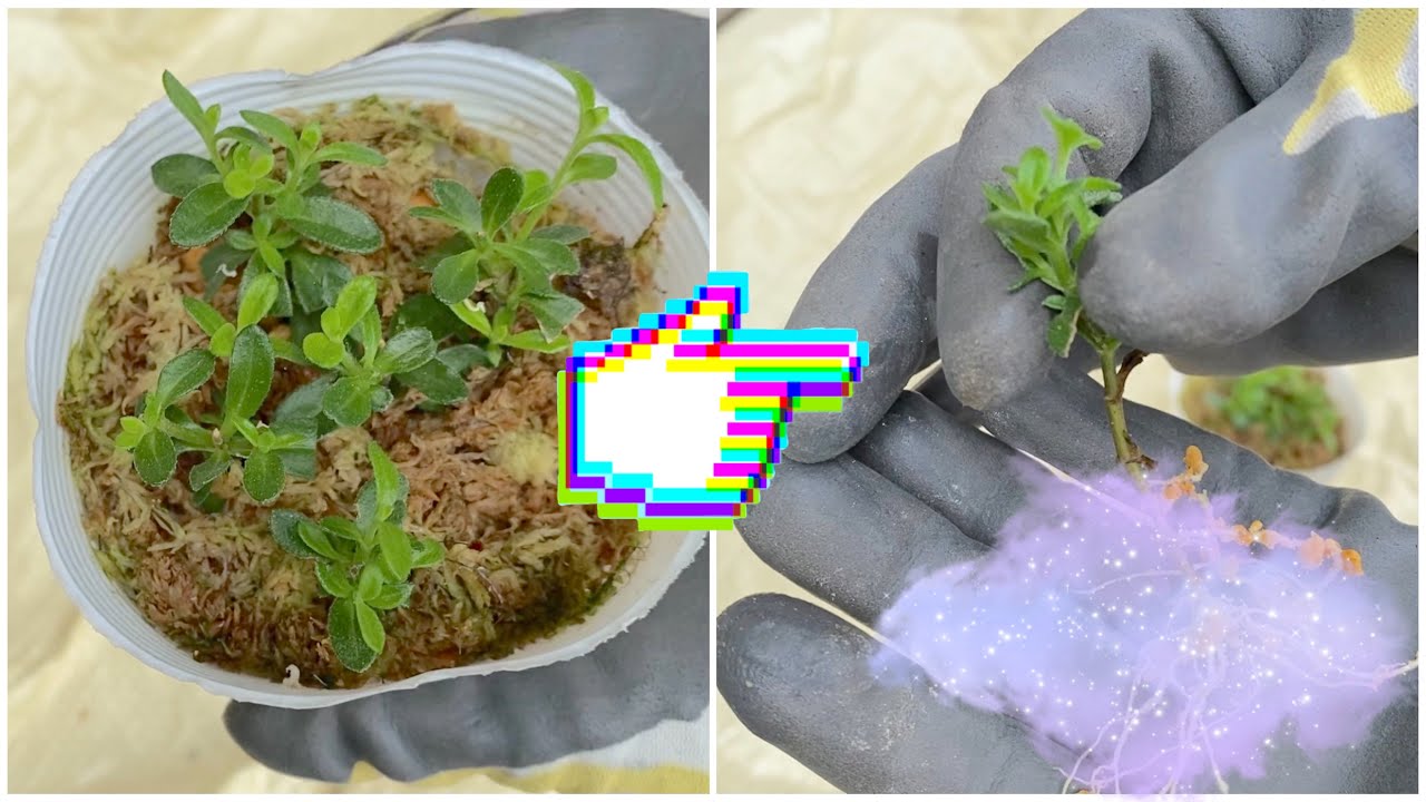 5月】ブルーデージーの挿し木チャレンジ #2（発根チェック編） - YouTube