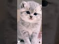 Funny Cat Kucing 🐈 Menggemaskan #funnycats #catlovers #uamlovers