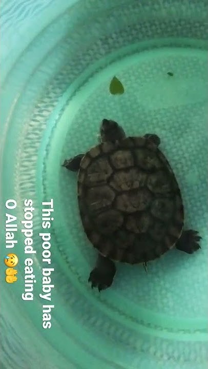 this-little-baby-has-stopped-eating-my-cousin-s-tortoise-isn-t