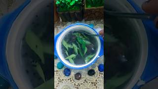 Homemade hair growth🌱 serum#youtubeshorts#curryleaves#methidanaforhairgrowth#kalonjiseeds🌱