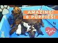 DACHSHUND GIVING BIRTH TO 8 PUPPIES! (Record breaking)