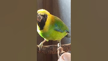 cucak ranting , burung 🐦 yang sangat menakjubkan #birds #burung #cucakranting #shorts