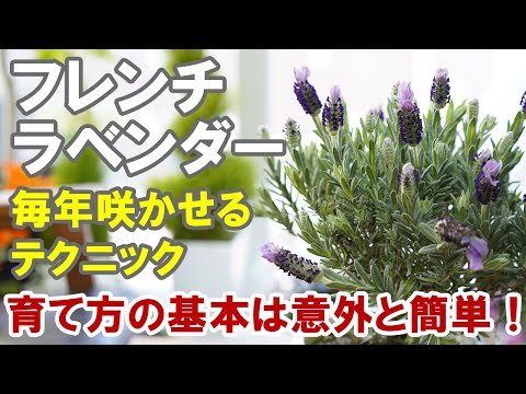 フレンチラベンダーの育て方 剪定 冬越し 切り戻し 肥料 植え替え 水やり 土選び Youtube