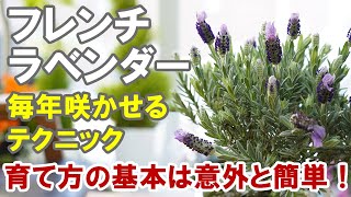 フレンチラベンダーの育て方 剪定 冬越し 切り戻し 肥料 植え替え 水やり 土選び