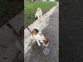 Pupp Love #shorts #pets #love #usa #trending #viral #youtubeshorts #viralvideo #shortvideo #dog #pup