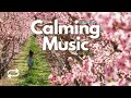 Calm Your Nervous System (soak in heavenly sounds)