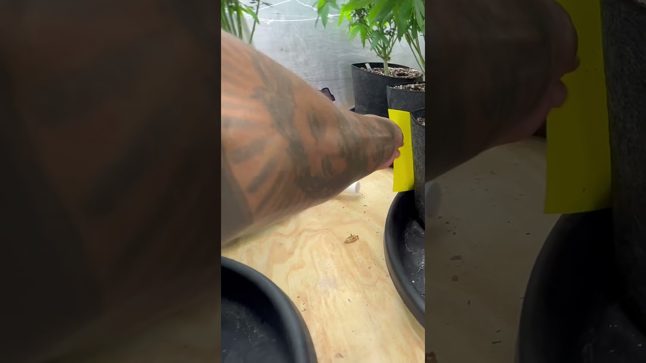 Week 3 of flower 🌹