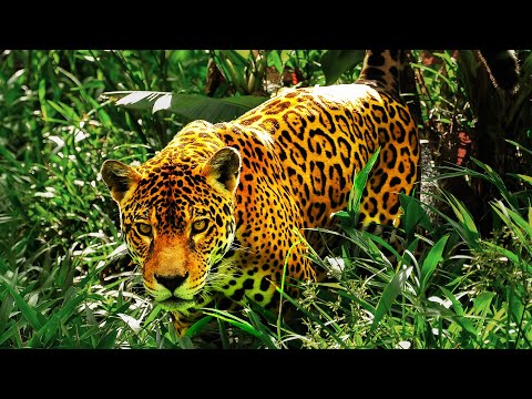 THE UNSEEN BATTLES TO SURVIVE OF WILD ANIMALS