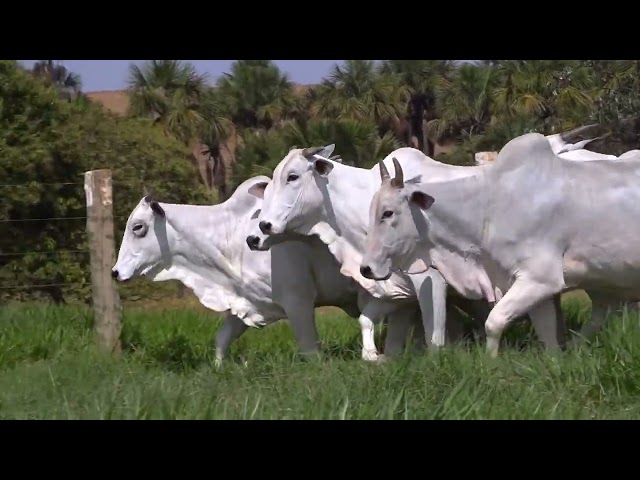 Lote 48   Leilão Virtual de Fêmeas Nelore RSAN