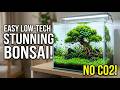 How to Build a STUNNING Bonsai Aquarium (Beginner Friendly)