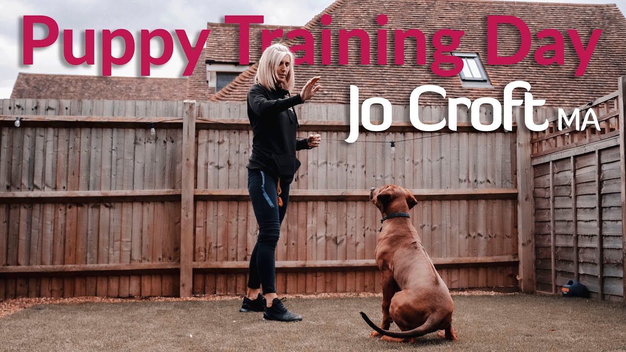 Puppy Training Day | A day in the life of a dog behaviour specialist