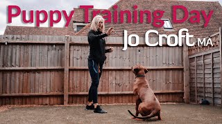 Puppy Training Day | A day in the life of a dog behaviour specialist