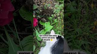 tikus vs kucing #video