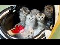 Five kittens go to the hospital for the first time.