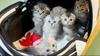 Five kittens go to the hospital for the first time.