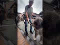 秋田犬長毛カイ高山のお団子食す