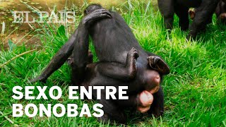 Sexo entre bonobas