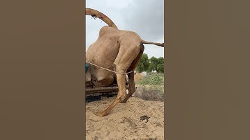 Spiders refuse to climb onto the truck