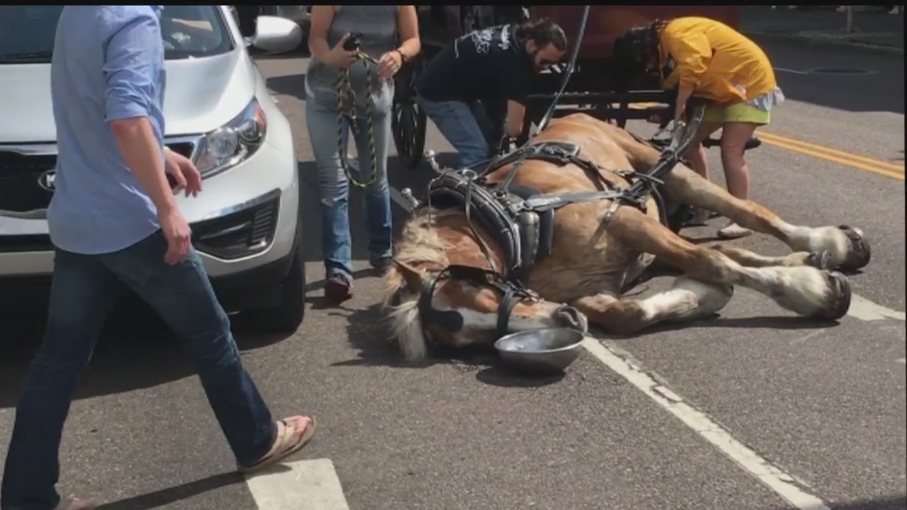 Carriage Horse falls in Downtown Charleston